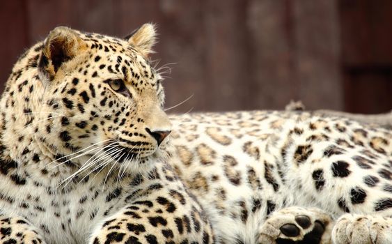 a beautiful leopard resting