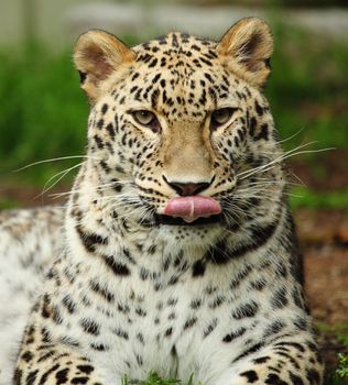 portrait of a beautiful leopard sticking out his tongue