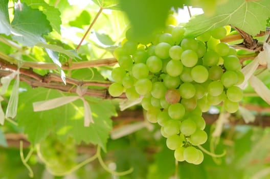 grapes with green leaves on the vine. fresh fruits