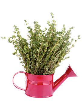 Bunch of Raw Fresh Green Thyme in Purple Tin Watering Can isolated on white background