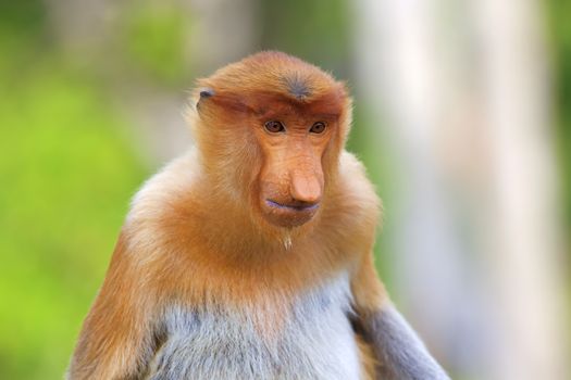 Proboscis monkey in the mangrove in Labuk Bay, Borneo