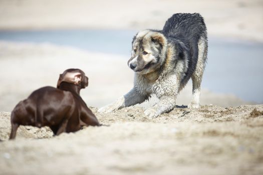 Middle Asian sheepdog and Kurzhaar playing outdoors. Natural light