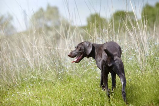 Young German short haired pointer in the hunting field. Natural light and colors