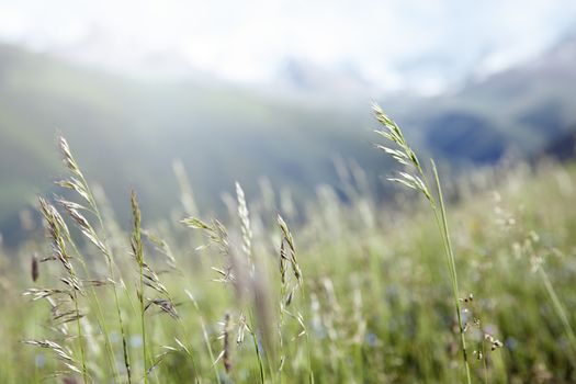 Close-up photo of the grass in he Alpine meadow. Natural light and colors. Shallow depth of field added for natural view