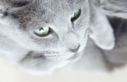 Portrait of the gray pussy cat indoors