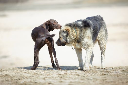 Meeting of the Middle Asian sheepdog and Kurzhaar outdoors. Natural light
