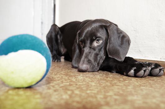 Sad dog laying at the defocused tennis ball. Natural light and colors