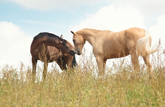 Two horses in the field. Natural colors and light