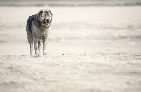 Middle Asian sheepdog walking outdoors. Natural light and colors