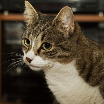 A Cat face, in strict close up