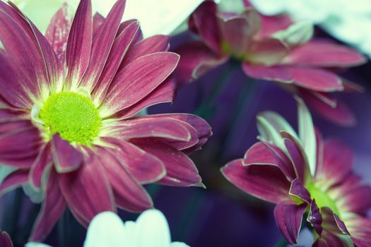 Close-up photo of chrysanthemum flower. Natural light and colors