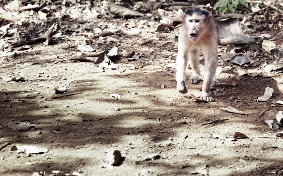 Wild aggressive monkey in the jungle going to attack