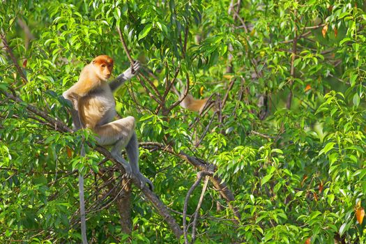 Proboscis monkey in the mangrove in Labuk Bay, Borneo