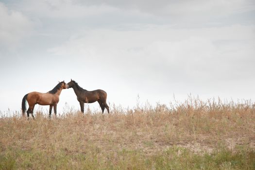 Two horses together standing in the field