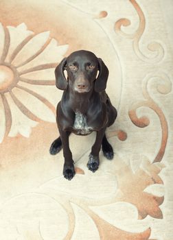 German short haired pointer known as Kurzkhaar sitting indoors