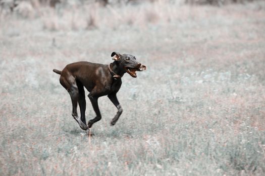 Dirty dog running outdoors. Color photo