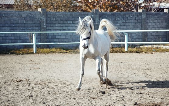 Single one horse playing in captivity