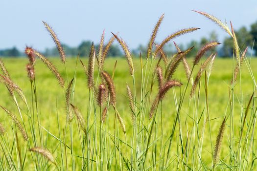 Purple fountain grass (Pennisetum pedicellatum Trin.) with blurred background