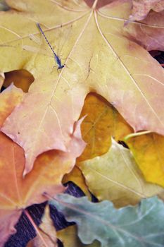 Close-up view on a dragonfly with autumn leaves