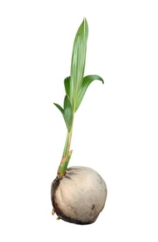 Sprout of coconut tree isolated on white background