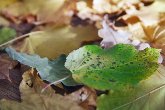 Close-up view on autumn leaves of maple and oak