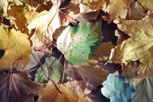 Close-up view on autumn leaves of maple and oak