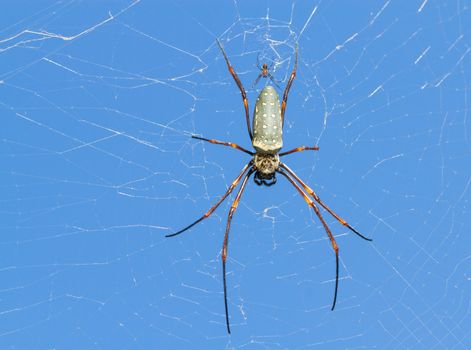 big and small spider on web with blue sky