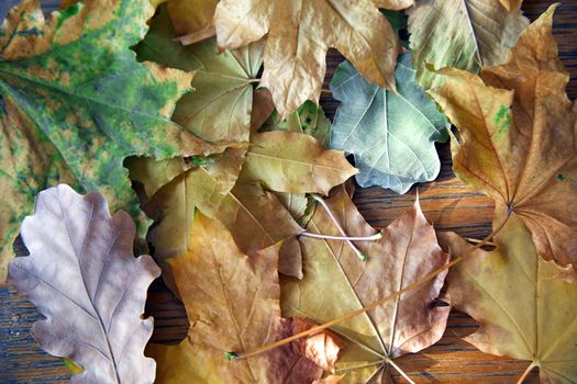 Close-up view on autumn leaves of maple and oak