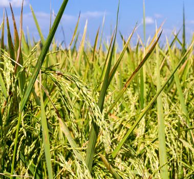 rice field and blue sky  in Thailand in the agriculture industry concept