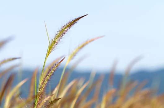 Purple fountain grass (Pennisetum pedicellatum Trin.) with blurred background