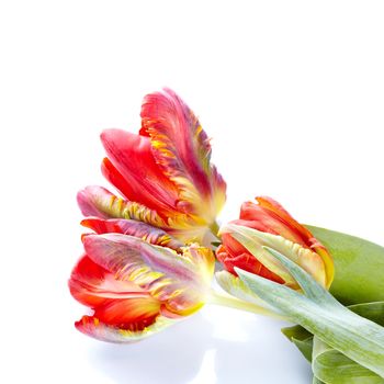 Bouquet of tulips. Spring flowers. Motley tulips. Red and yellow tulips.