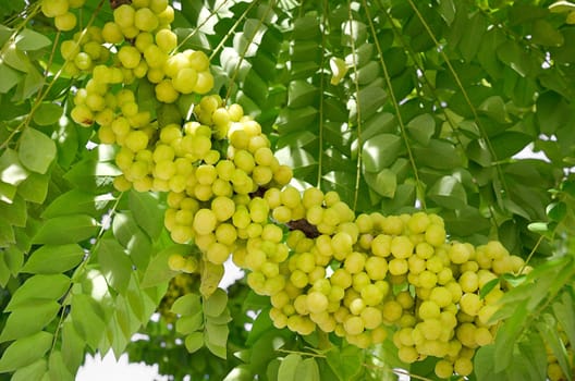 star gooseberry on tree