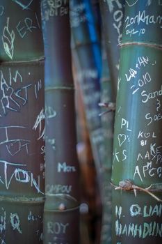 Some Graffiti On Some Bamboo In The Tropics
