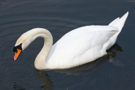 A white adult Mute Swan (Cygnus olor) in the foraging