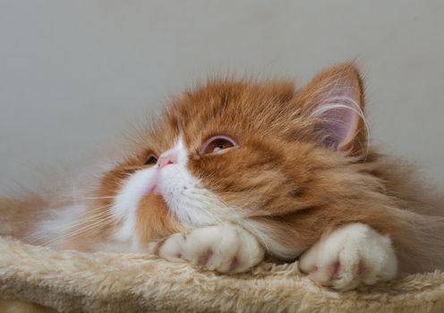 House Persian kitten of a red and white color on simple background