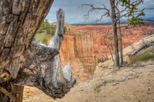 Canyon Bryce wood in foreground amphitheater west USA utah 2013