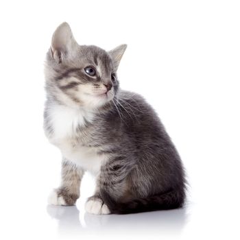 Gray striped kitten. Striped kitten with blue eyes. Kitten on a white background. Small predator.