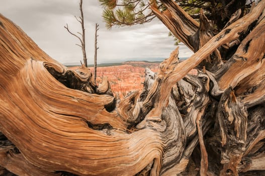 Canyon Bryce wood amphitheater west USA utah 2013