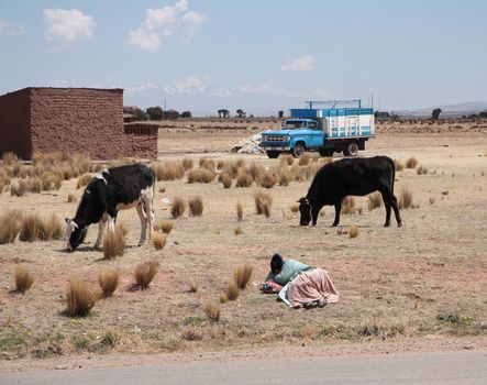 Woman Shepherd and cows in a farm, Bolivian Altiplano, Andes, South America