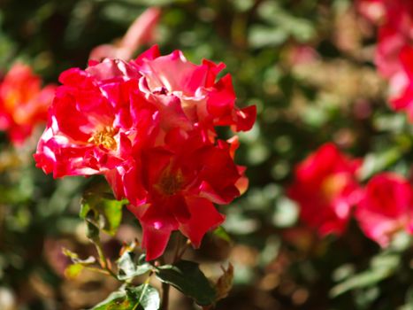 Red azalea flowers in nature