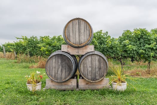 Wooden wine barrels in a grape field stacked together