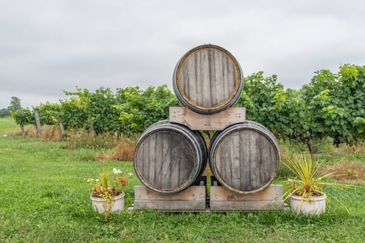 Wooden wine barrels in a grape field stacked together
