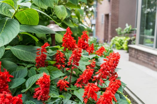 Bunch of red flowers and green leafs in a garden at road side