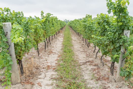 Grape field during harvest season with muddy road
