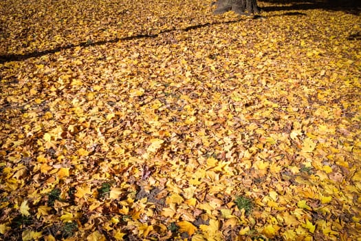 Autumn leafs covering the ground in a park