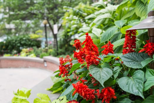Bunch of red flowers and green leafs in a garden at road side
