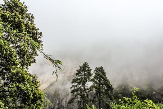 Mountain ranges with trees during a foggy day 