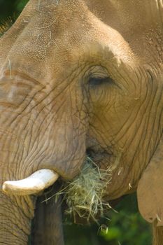 Close-up of an African elephant (Loxodonta africana) eating grass