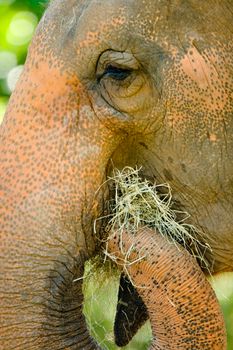 Close-up of an African elephant's (Loxodonta africana) face