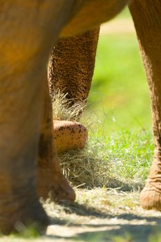 Trunk of an African elephant (Loxodonta africana)